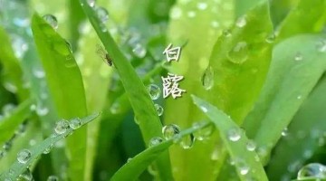 涼風至，白露降